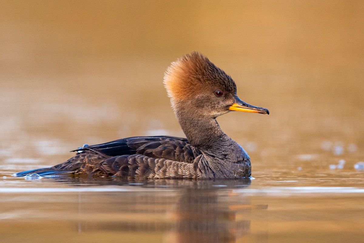 Hooded Merganser - ML217396101