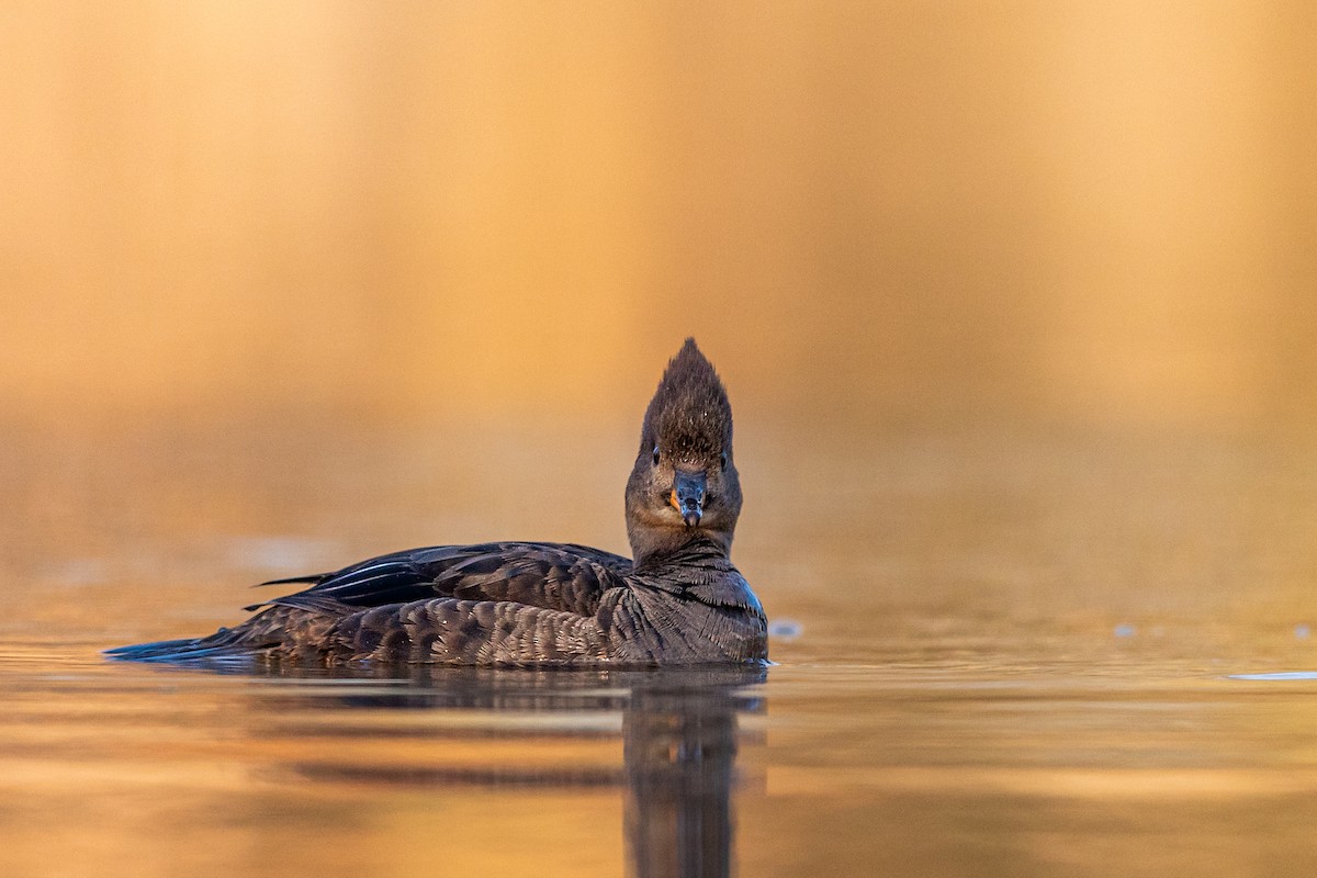 Hooded Merganser - ML217396111