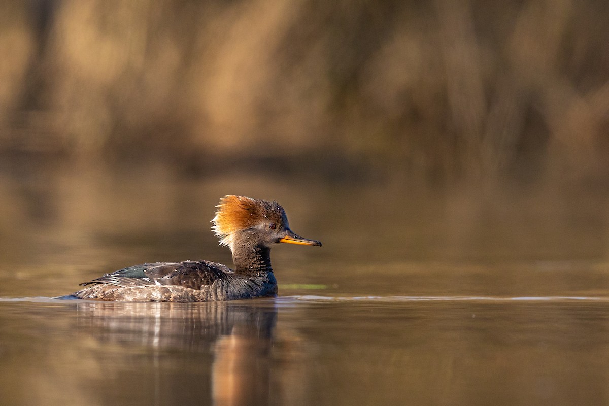 Hooded Merganser - ML217396161