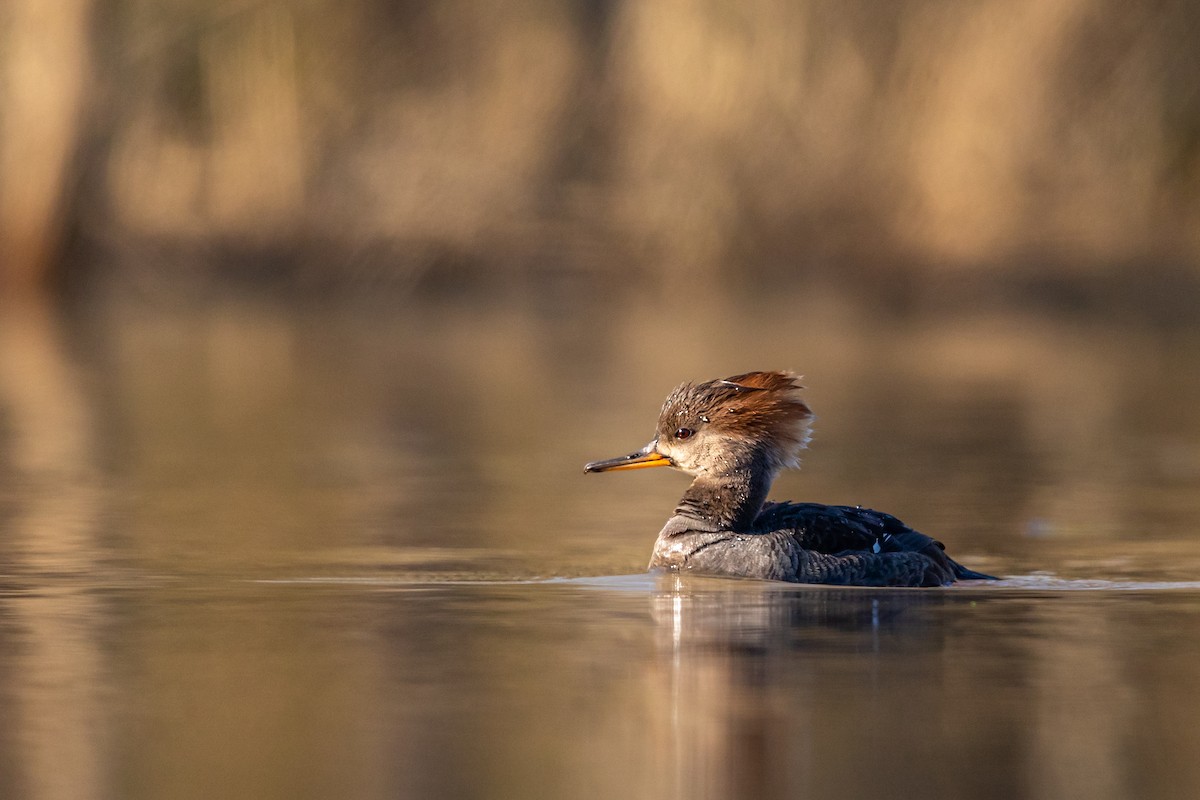 Hooded Merganser - ML217396191