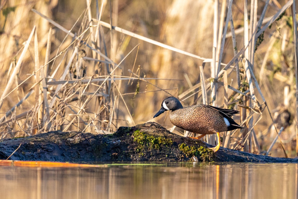 Blue-winged Teal - ML217396421