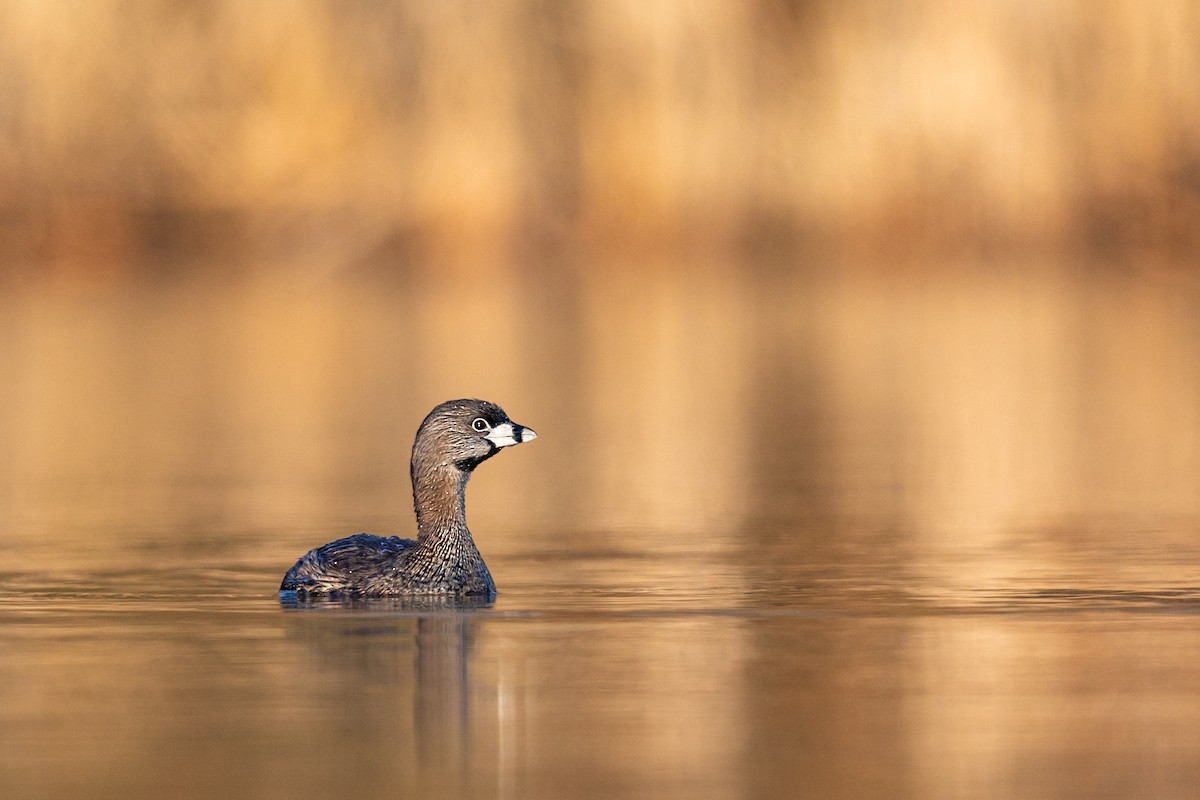 Pied-billed Grebe - ML217396641