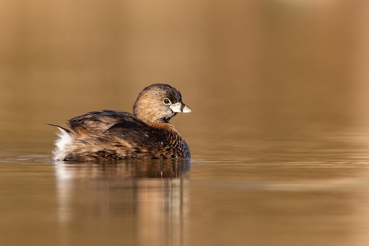 Pied-billed Grebe - ML217396661