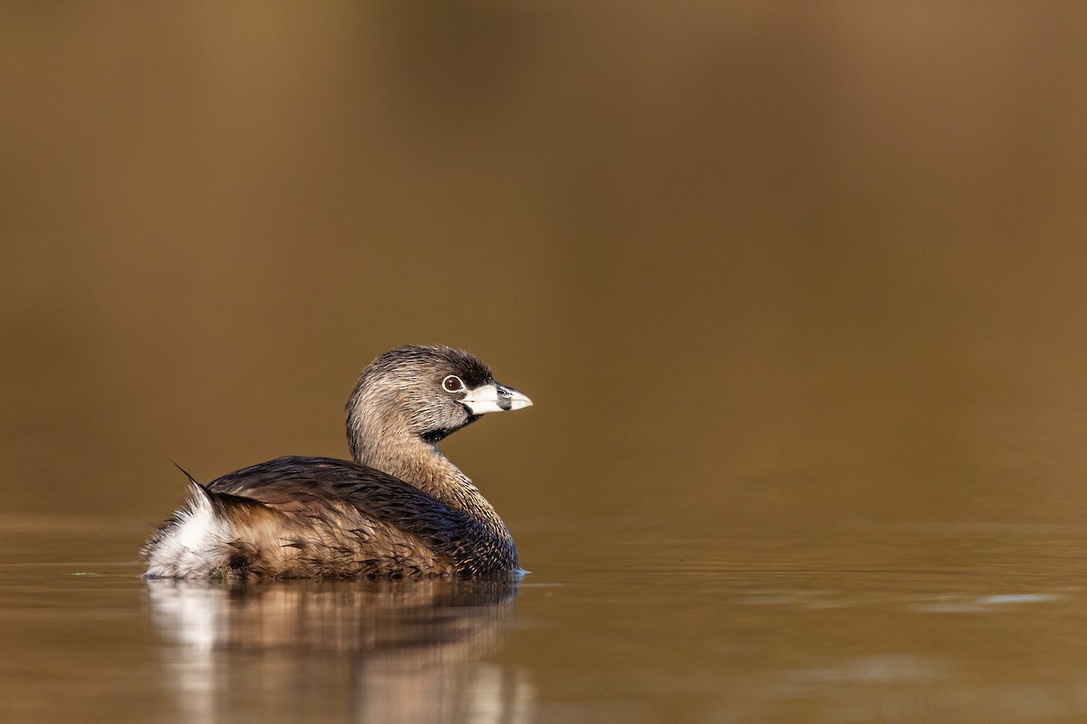 Pied-billed Grebe - ML217396751