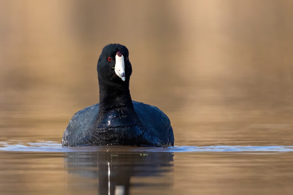 American Coot - Brad Imhoff