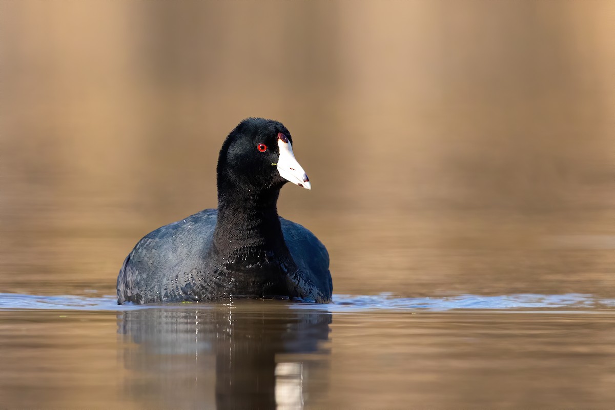 American Coot - ML217397111