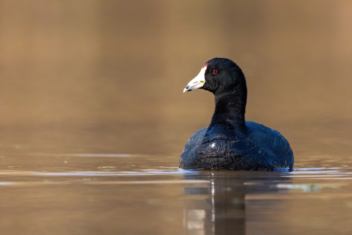 American Coot - ML217397221