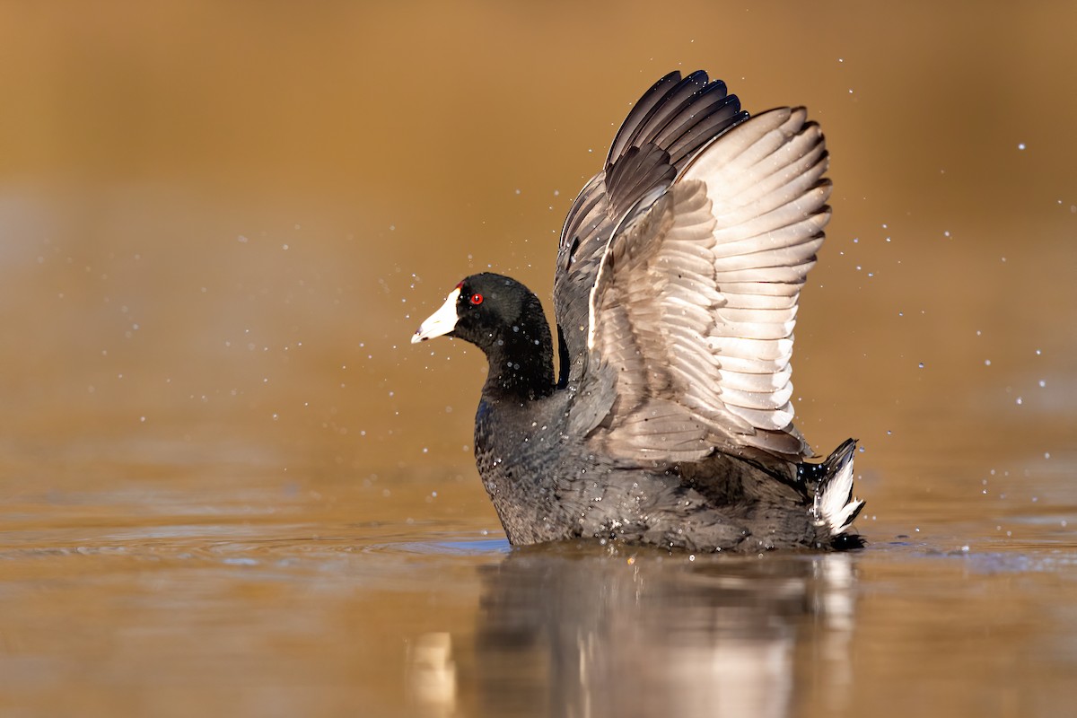 American Coot - ML217397381