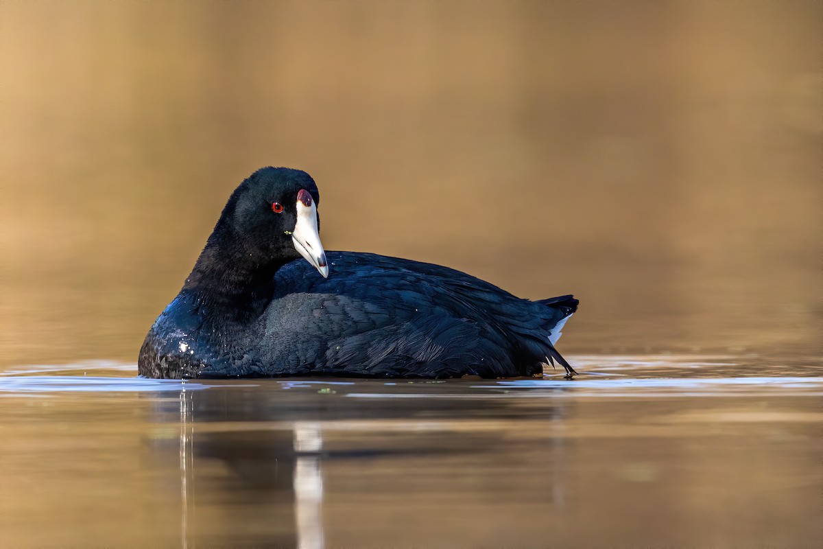 American Coot - ML217397401