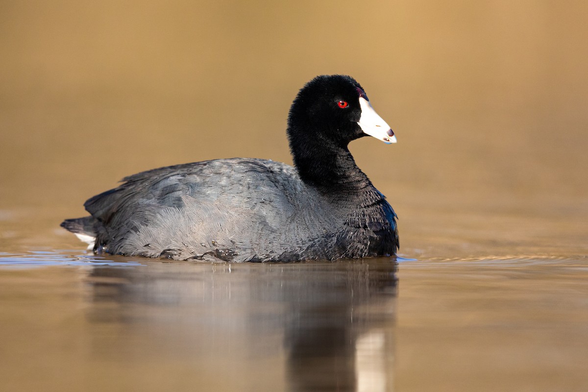 American Coot - ML217397561