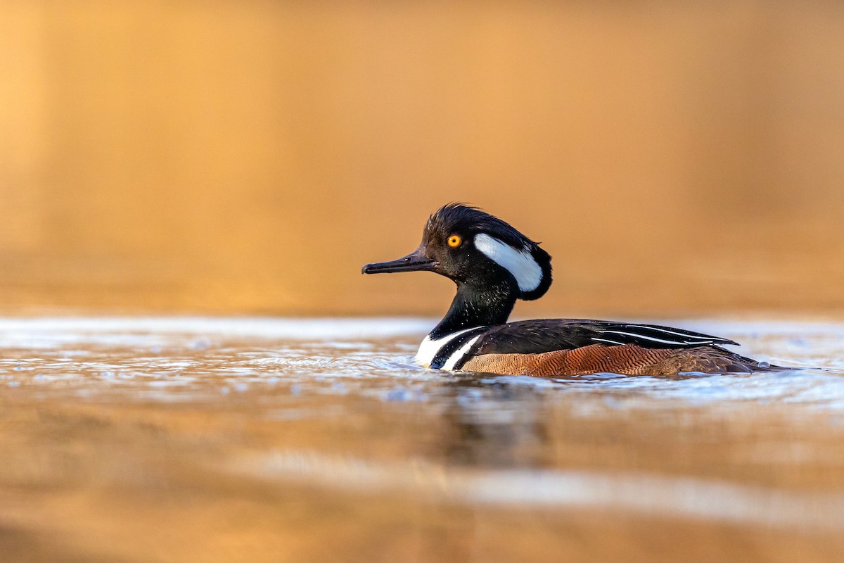 Hooded Merganser - ML217398231