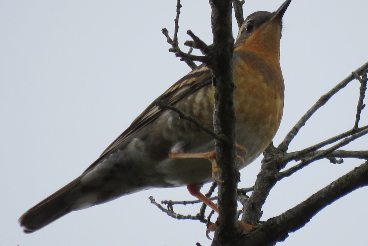 Varied Thrush - ML217401001