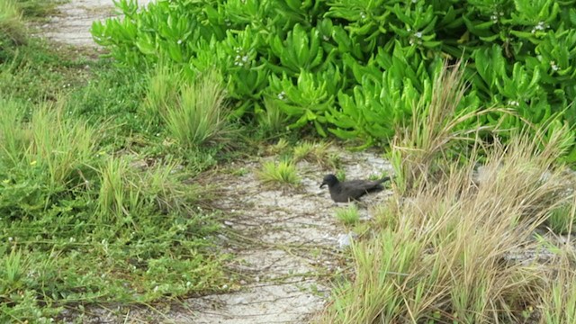 Petrel de las Fénix - ML217401261