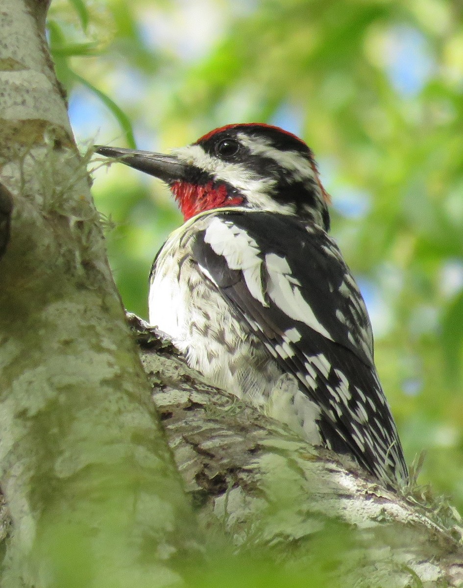 Red-naped Sapsucker - ML217401951