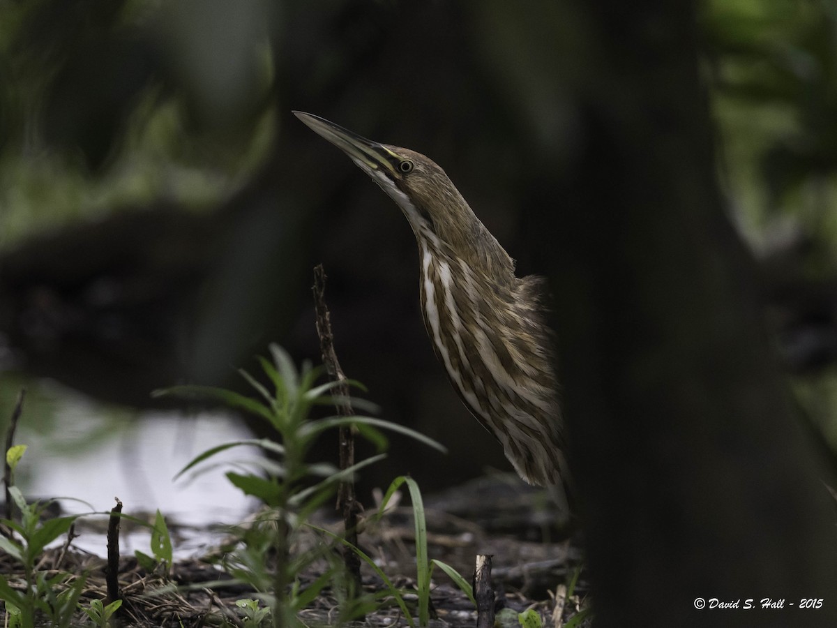 American Bittern - ML21740261