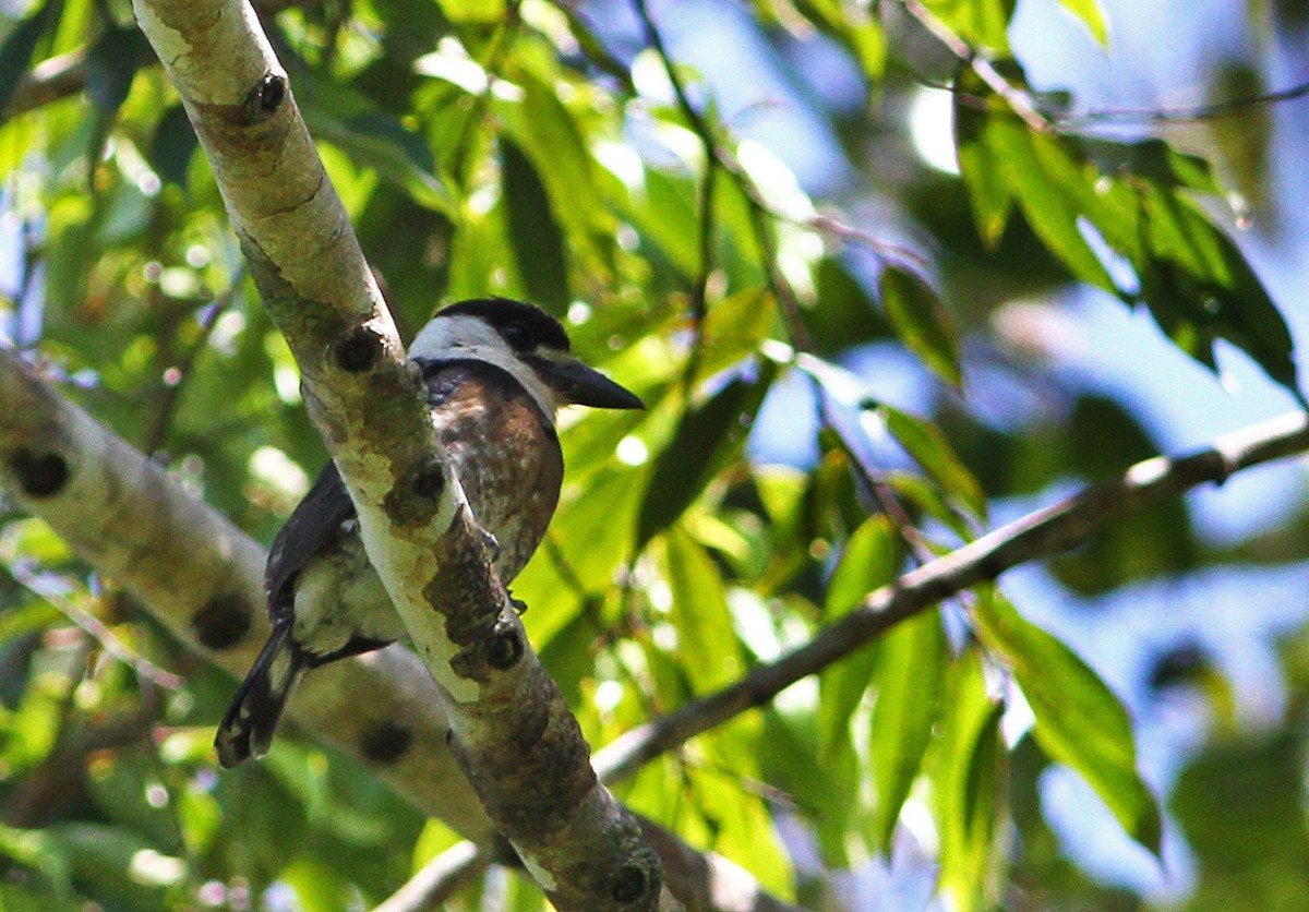 Brown-banded Puffbird - ML21740371