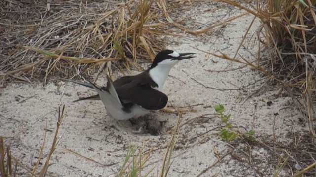 Sooty Tern - ML217403761