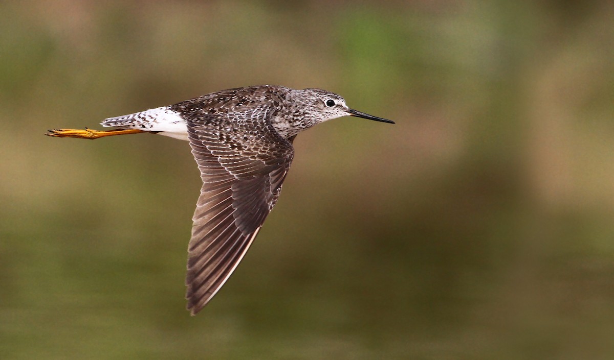 Lesser Yellowlegs - ML21740451