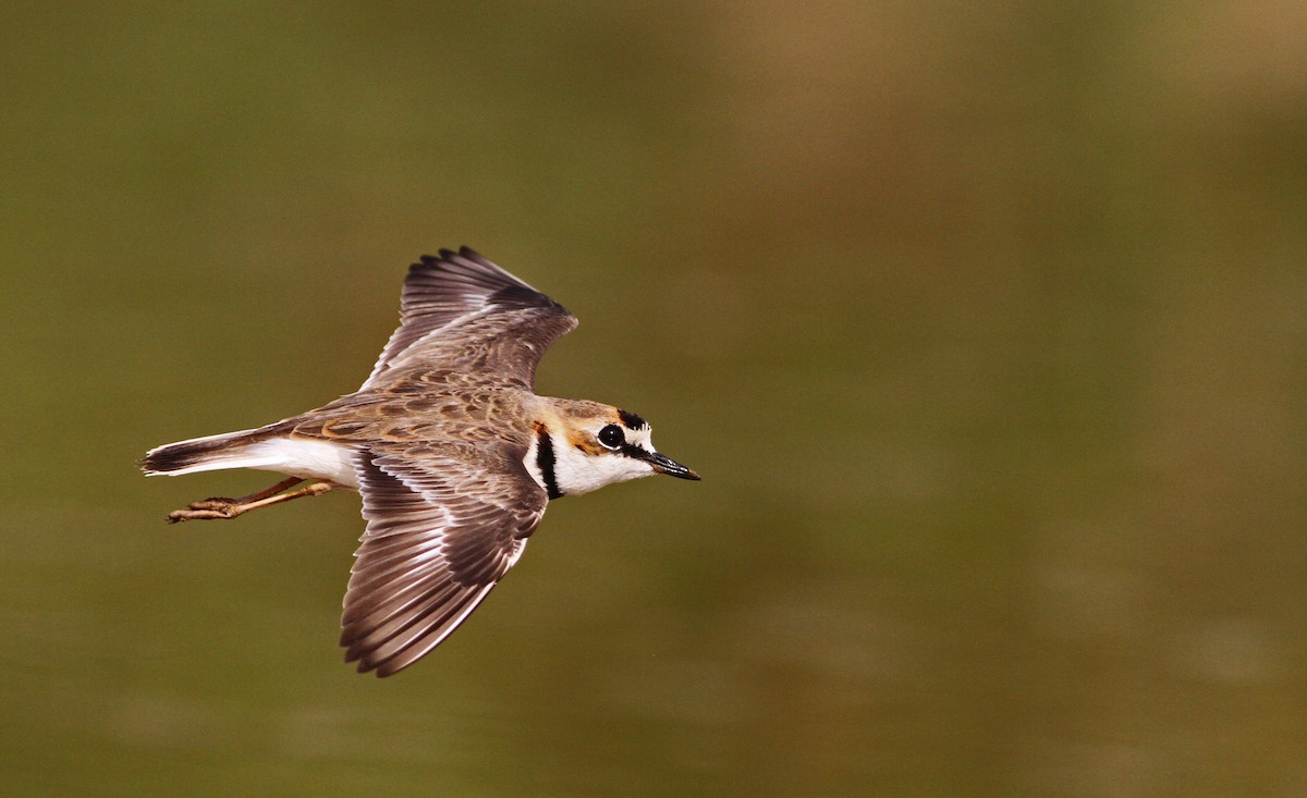 Collared Plover - Ian Davies