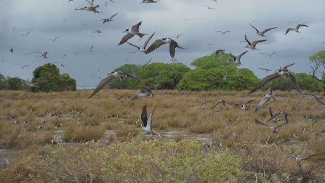 Sooty Tern - ML217405221