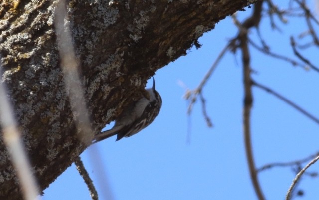 Brown Creeper - ML217405601