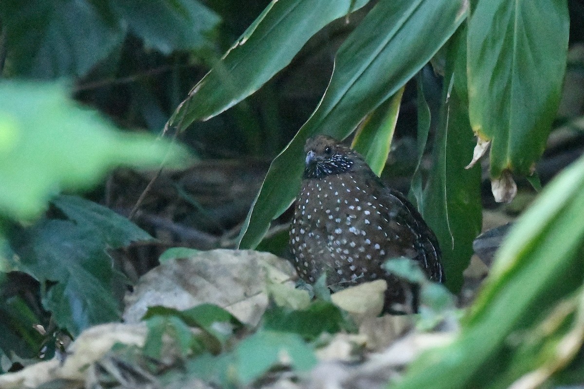 Spotted Wood-Quail - ML217405851