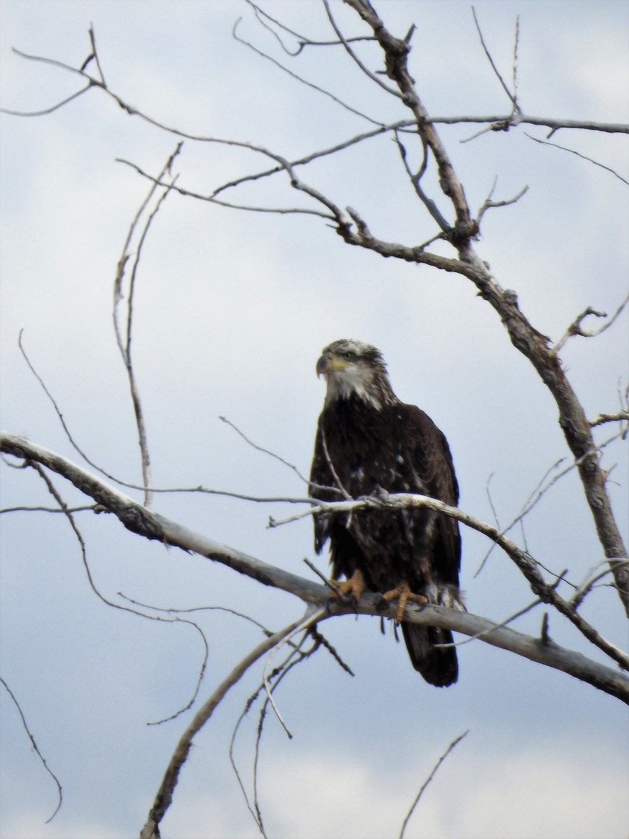 Bald Eagle - ML217405941