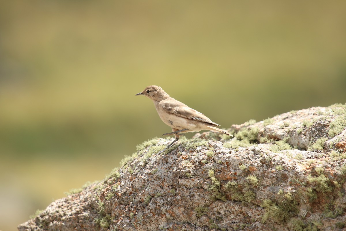 Rufous-banded Miner - ML217407241