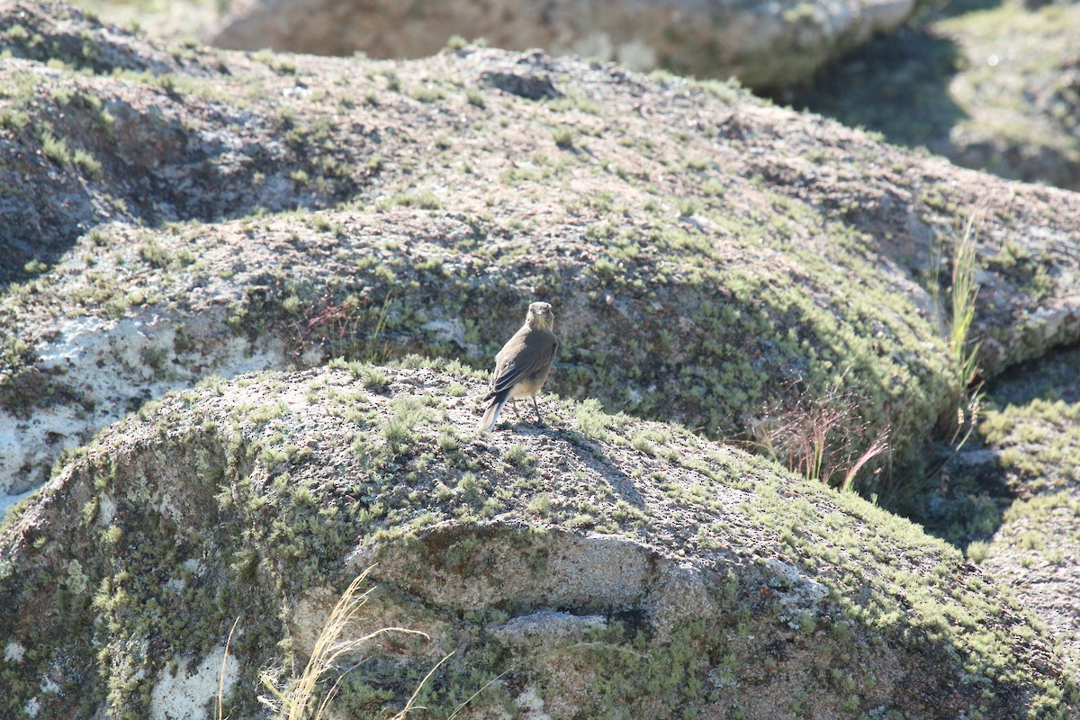 Black-billed Shrike-Tyrant - ML217407381