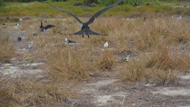 White Tern - ML217407741