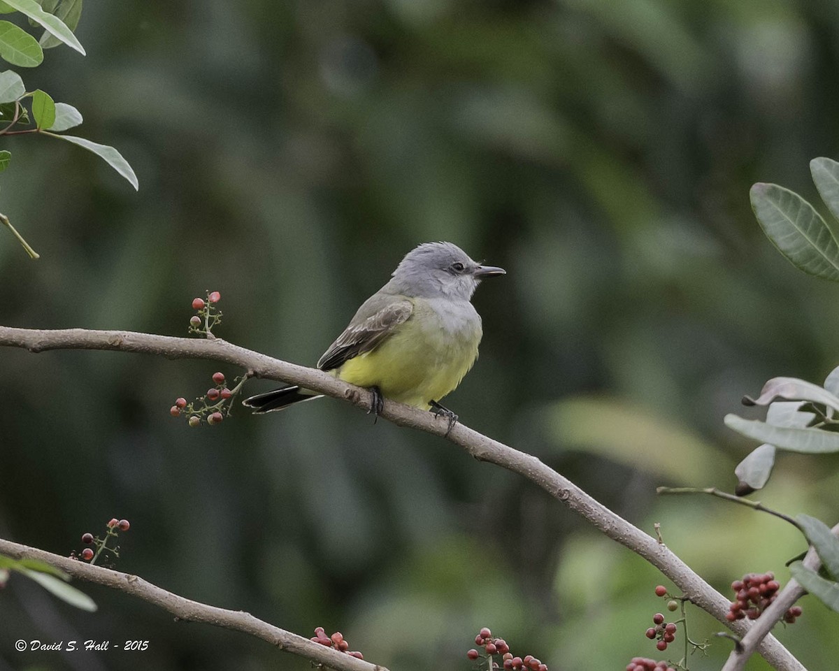 Western Kingbird - ML21740801