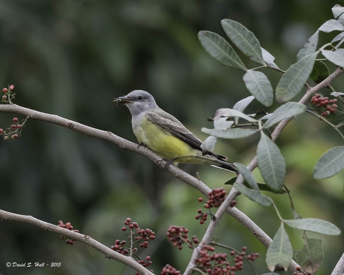 Western Kingbird - David Hall