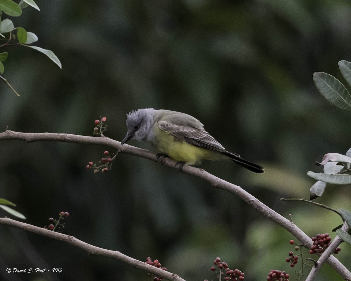 Western Kingbird - ML21740821