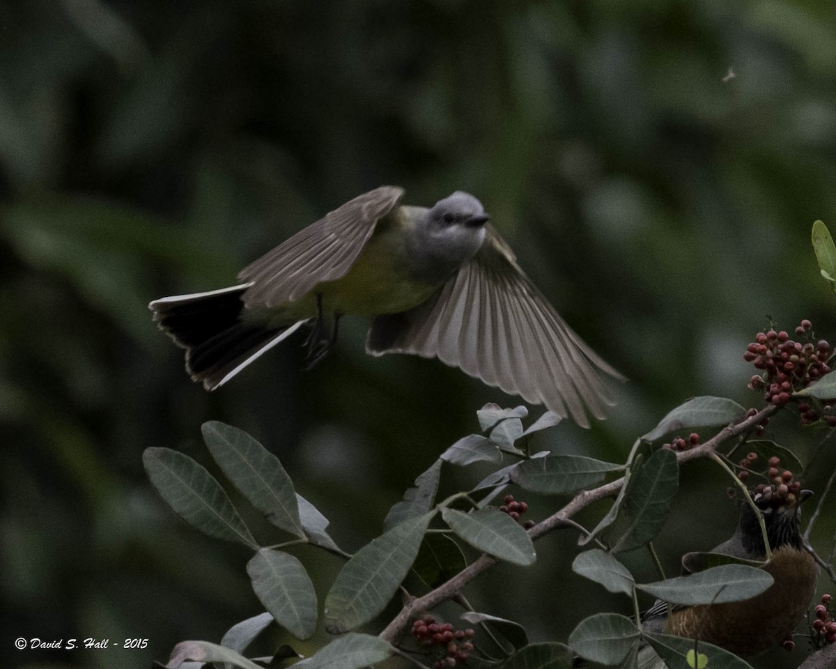 Western Kingbird - ML21740831