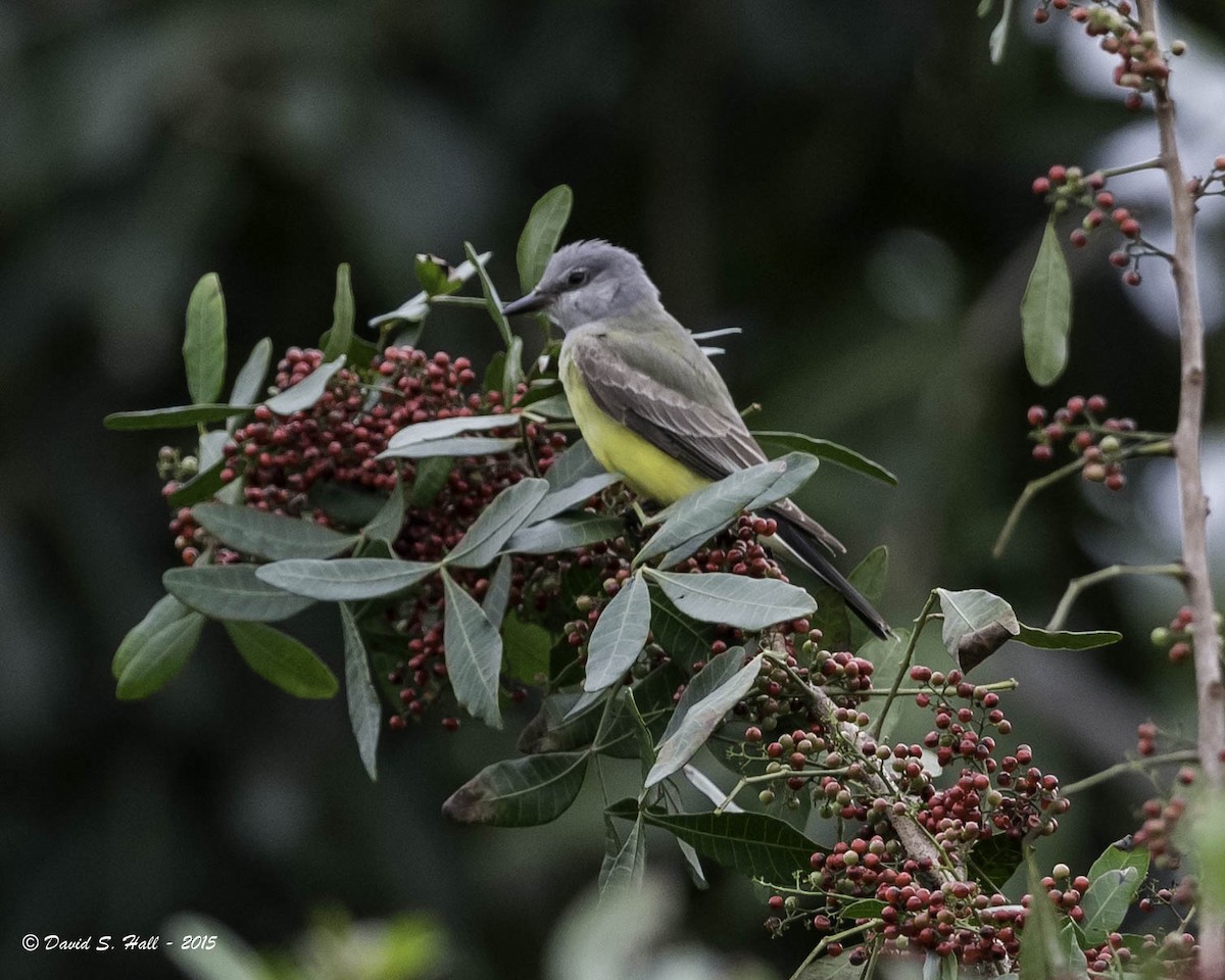 Western Kingbird - ML21740841