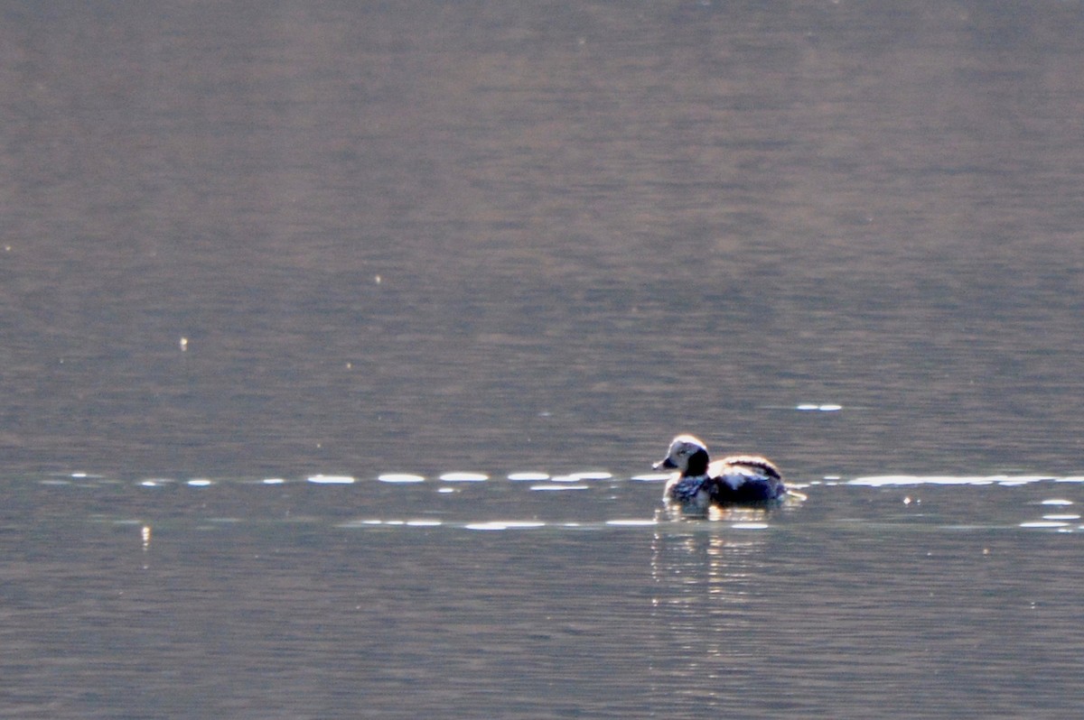 Long-tailed Duck - ML217408901