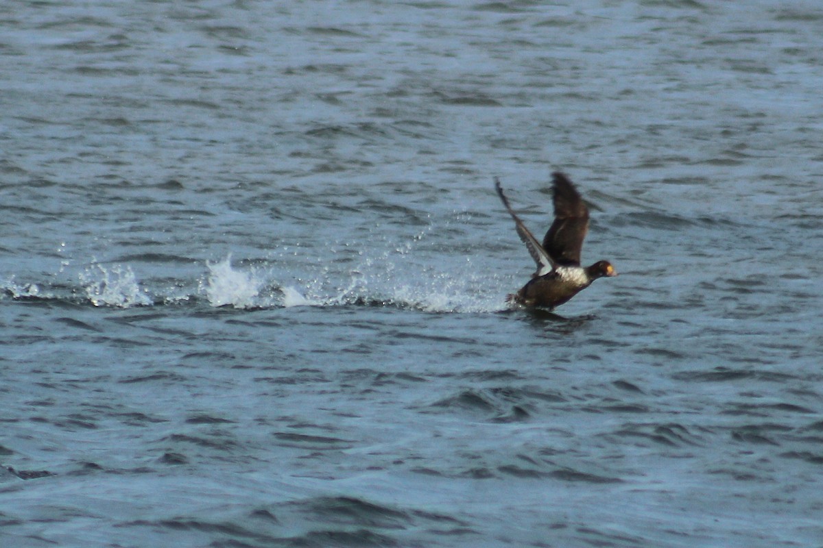 King Eider - Mike Cook