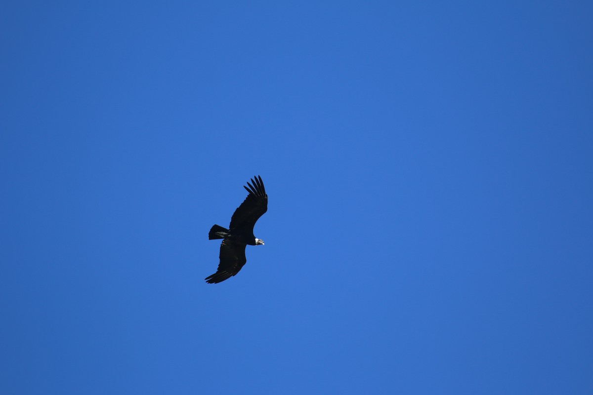 Andean Condor - Luciano Acquaviva