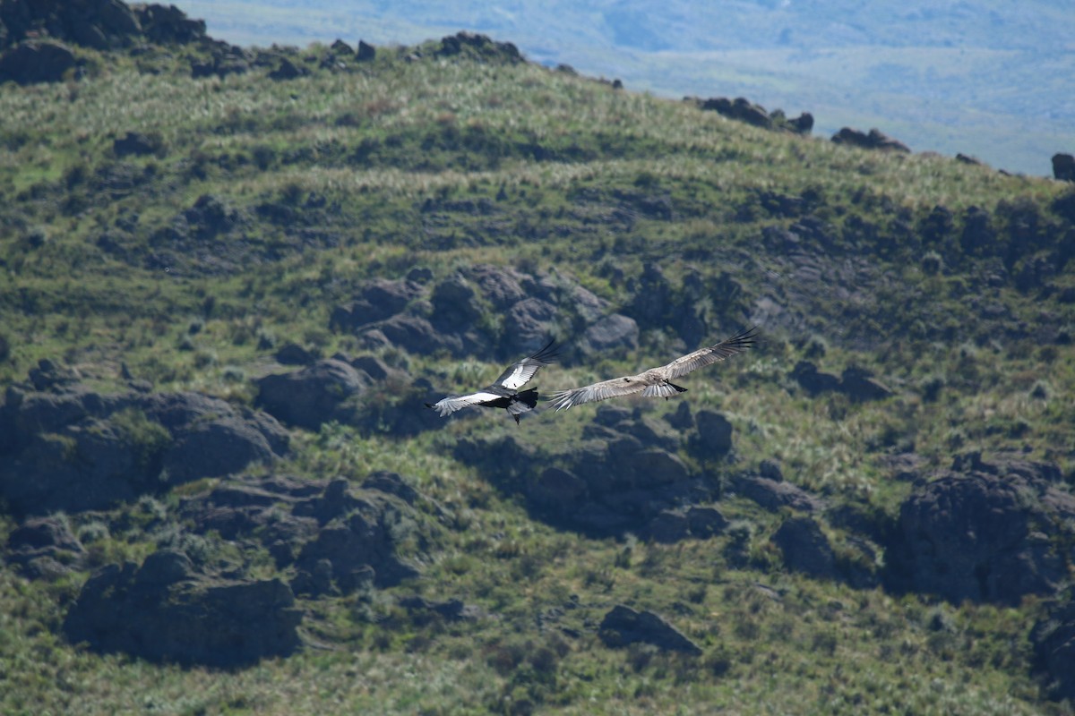 Andean Condor - Luciano Acquaviva