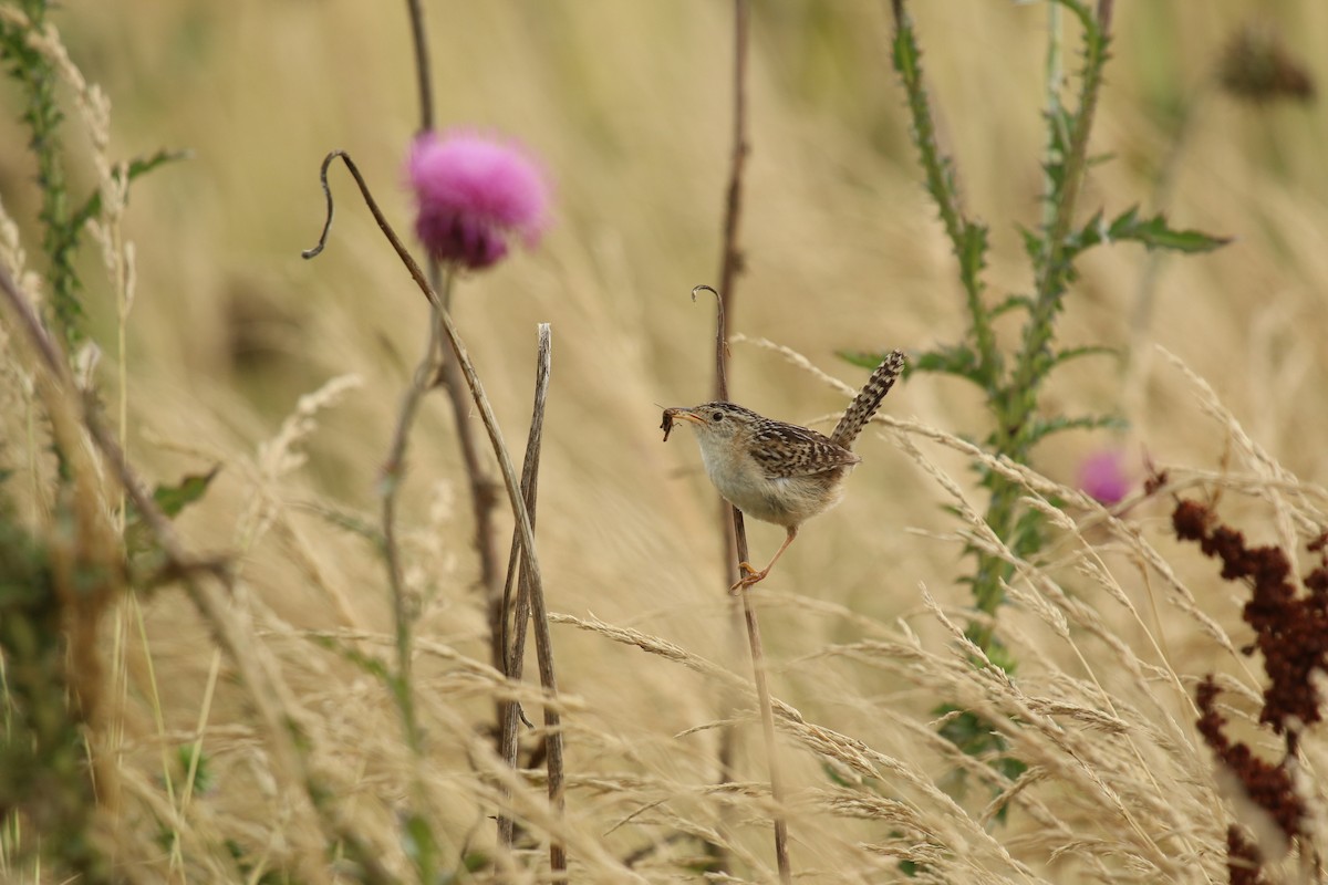 Grass Wren - ML217410391