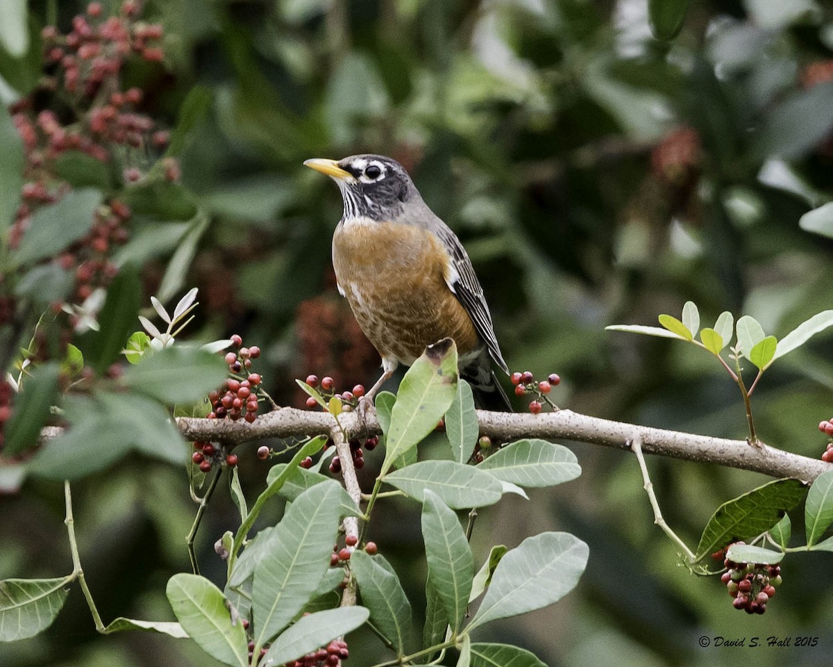 American Robin - David Hall