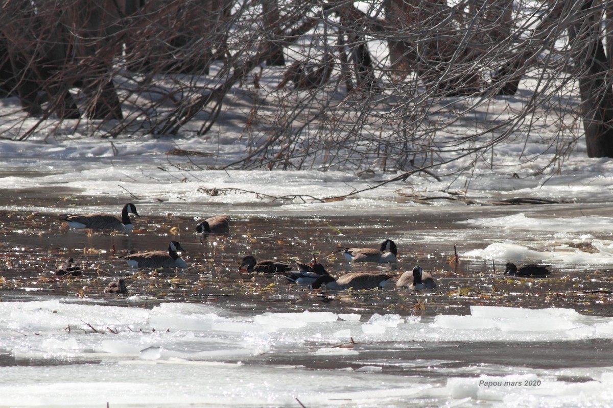 Cackling Goose - ML217410651