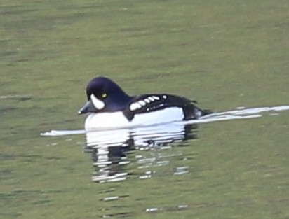 Barrow's Goldeneye - ML217411221