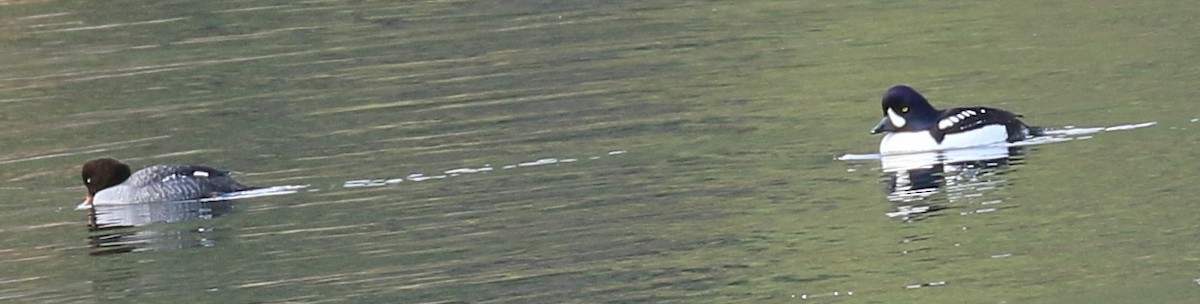 Barrow's Goldeneye - ML217411241