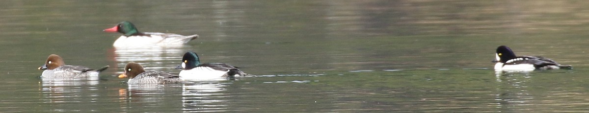 Barrow's Goldeneye - ML217411261