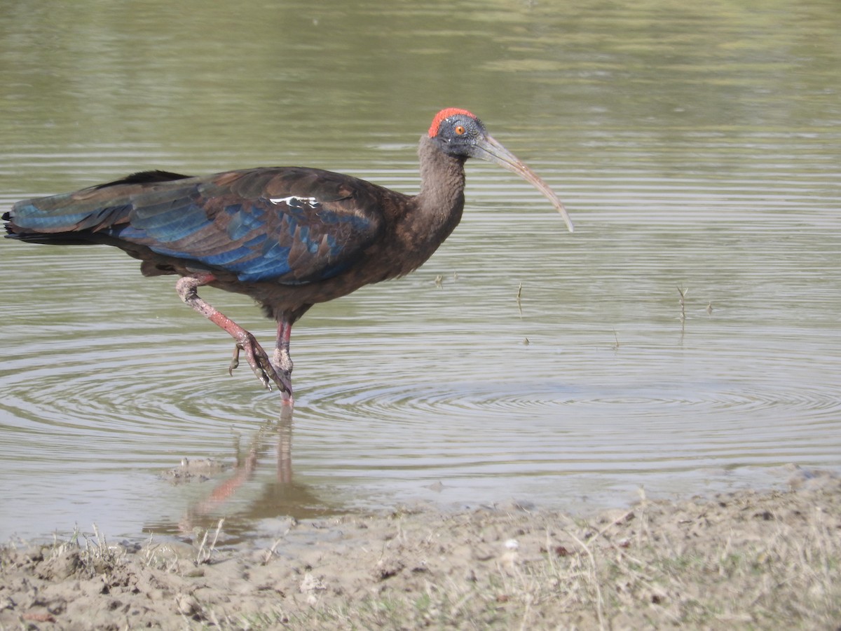 Red-naped Ibis - ML21741151