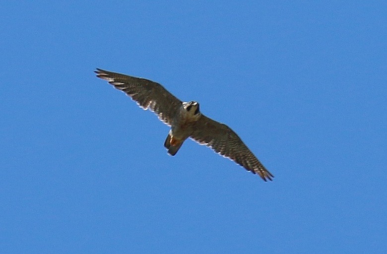 Peregrine Falcon - Luciano Acquaviva