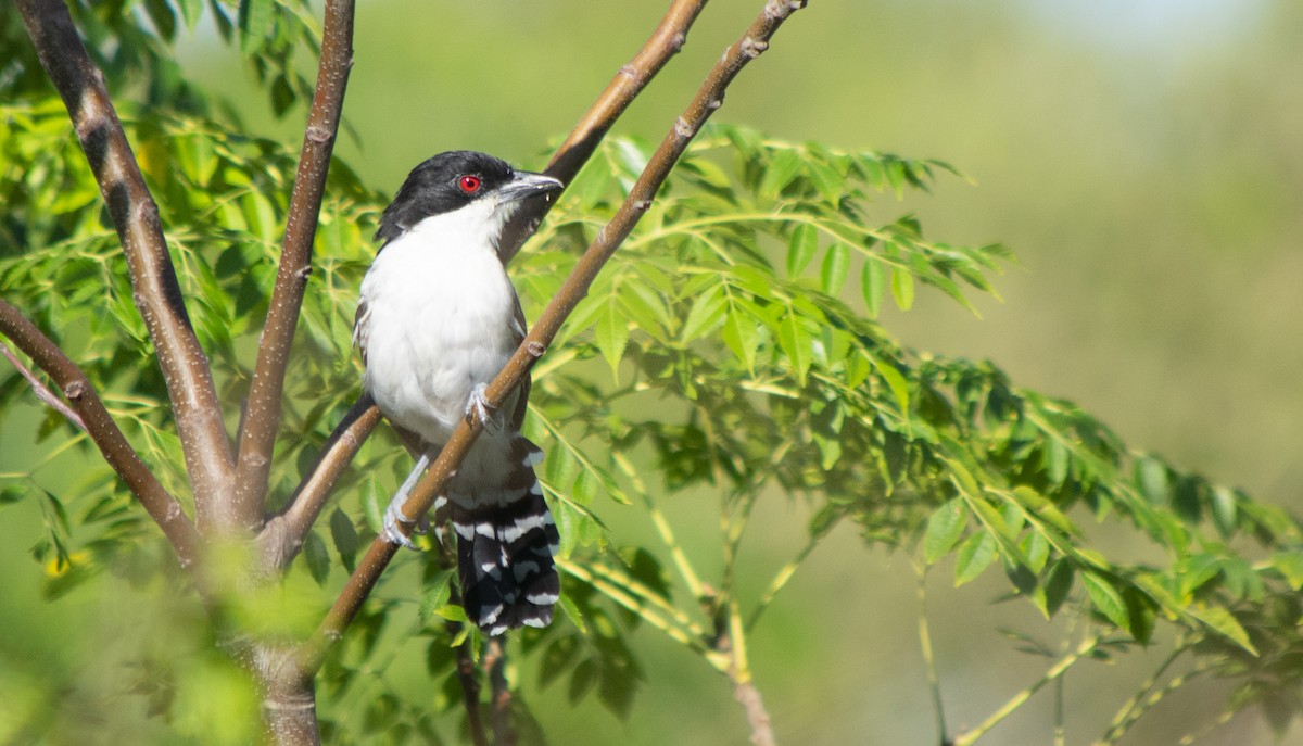 Great Antshrike - ML217412041