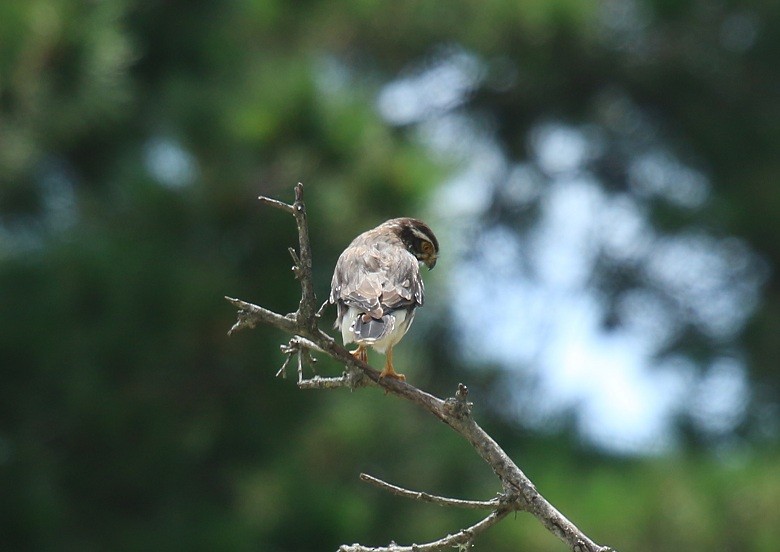 Spot-winged Falconet - ML217413951