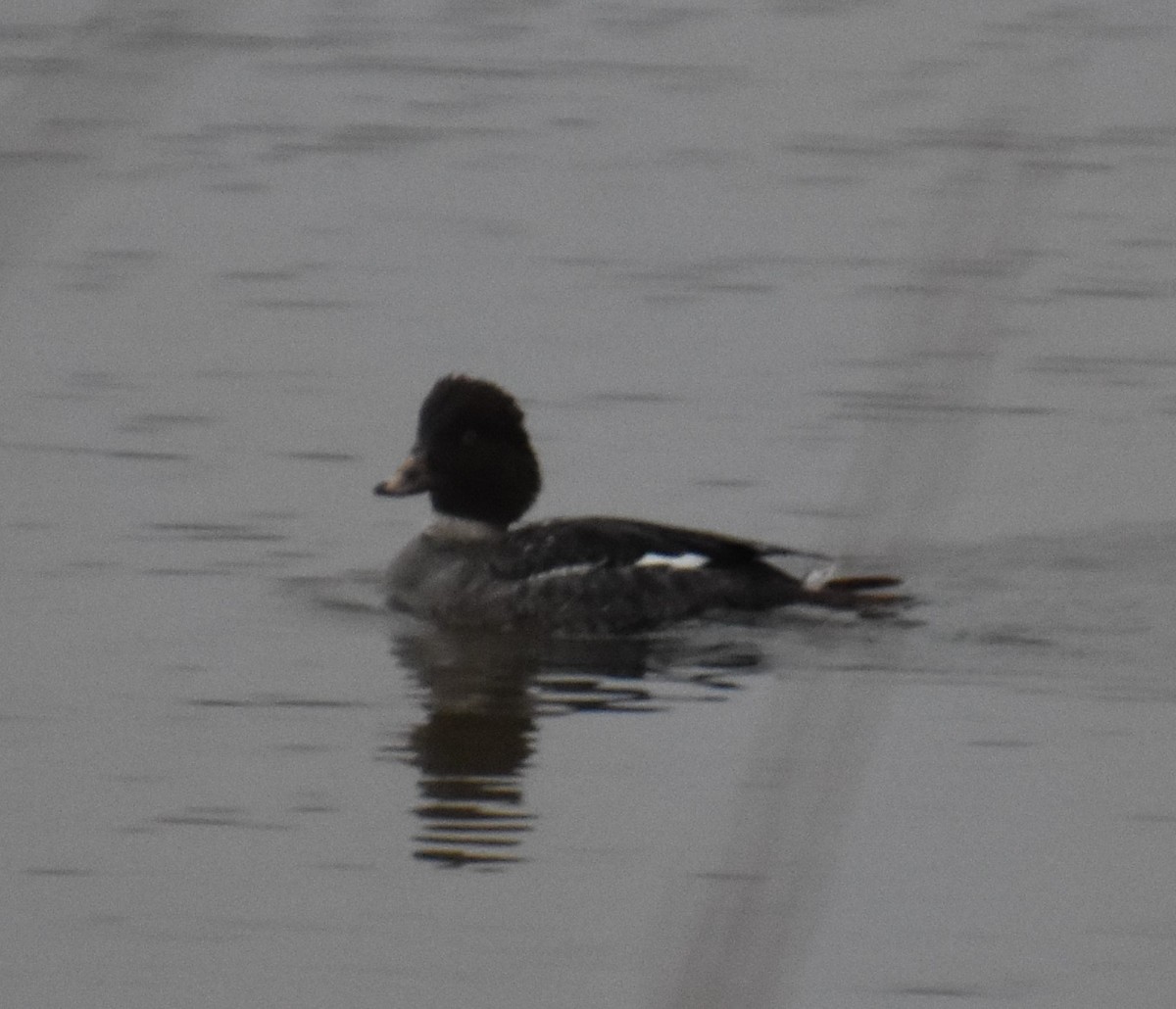 Common Goldeneye - David Cunningham